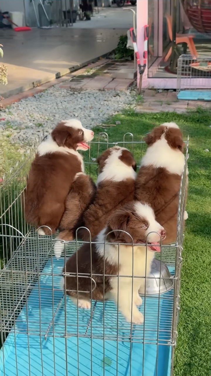 边境牧羊犬,一窝,公母可选,颜色红棕色,大围脖,聪明,包健康,血统纯正,